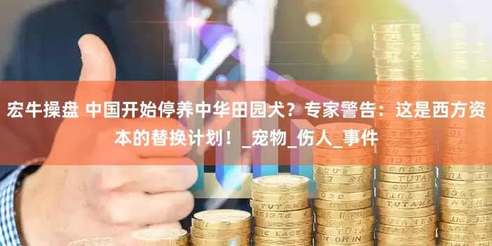 宏牛操盘 中国开始停养中华田园犬？专家警告：这是西方资本的替换计划！_宠物_伤人_事件